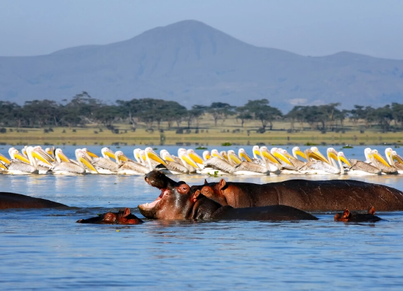 naivasha-full-day-tour-3