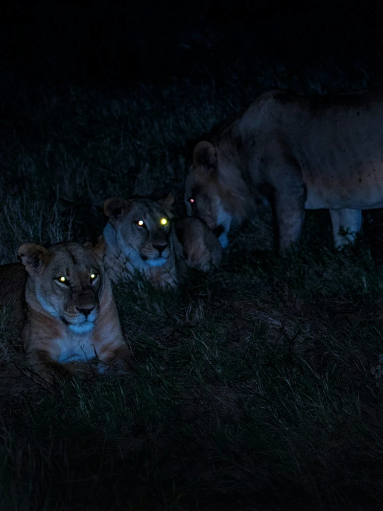 Night Game Drive