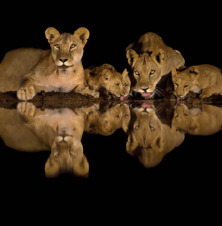 Night Game Drive