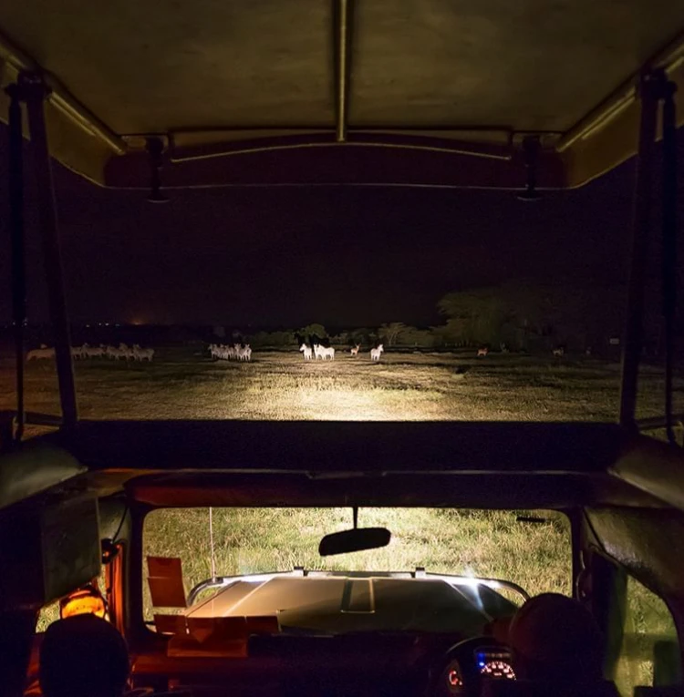 Night Game Drive