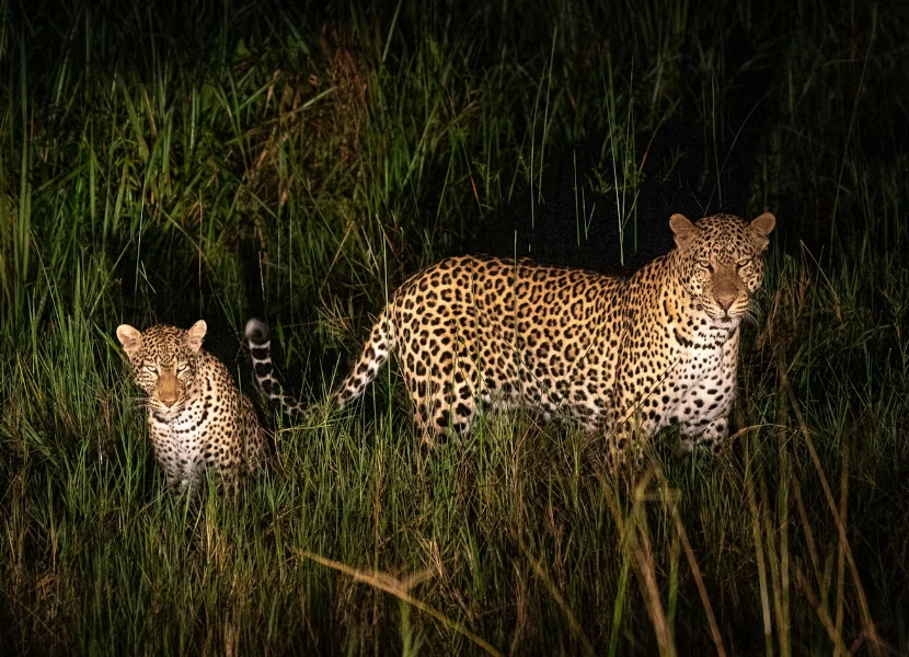 Night Game Drive