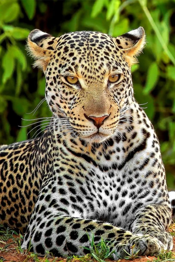 Ol Pejeta Conservancy