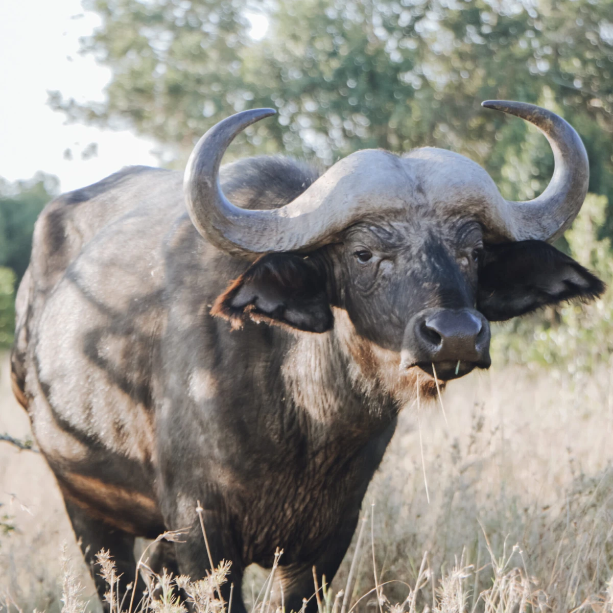 Ol Pejeta Conservancy