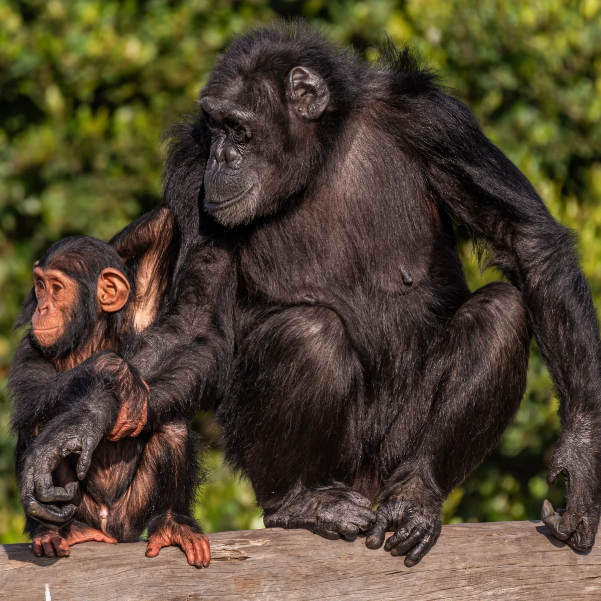 Ol Pejeta Conservancy