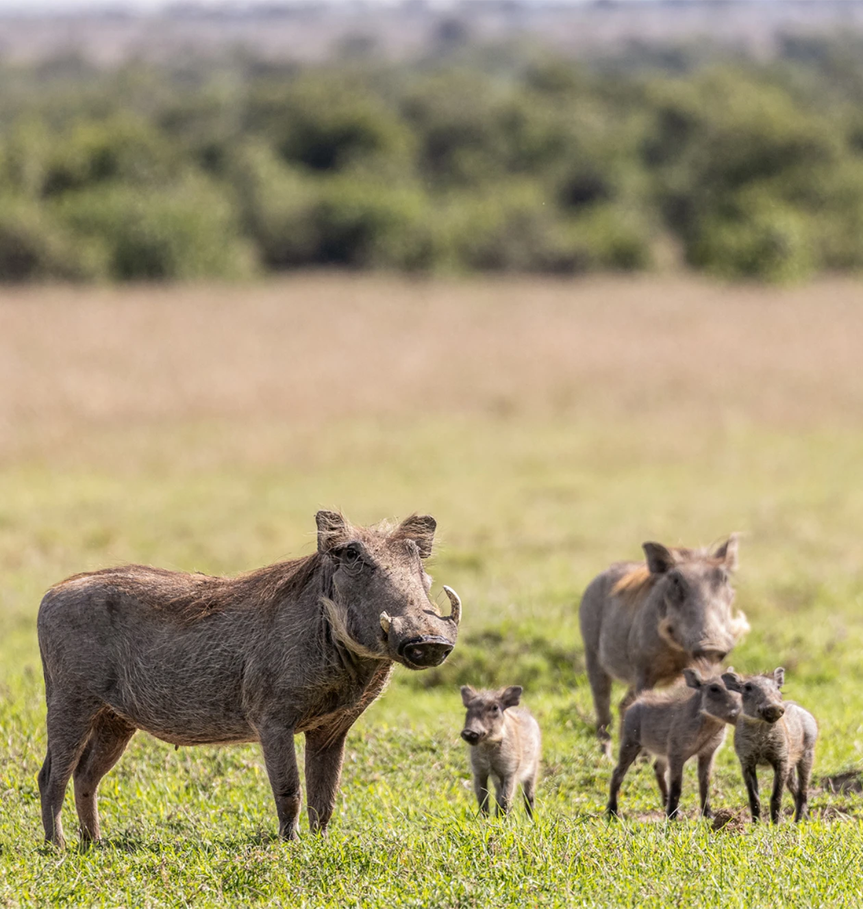 Ol Pejeta Conservancy