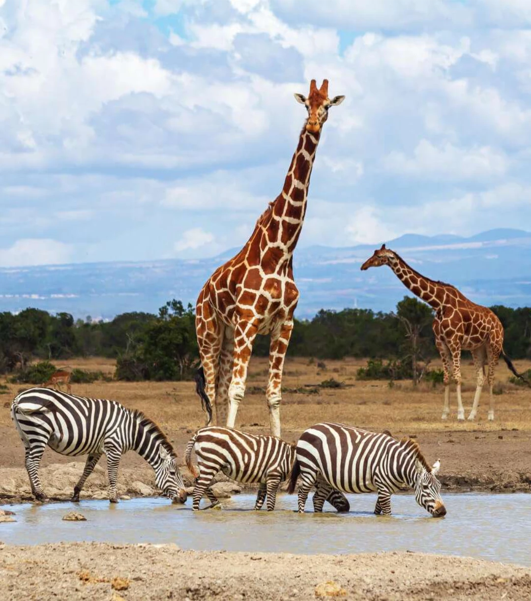 Ol Pejeta Conservancy