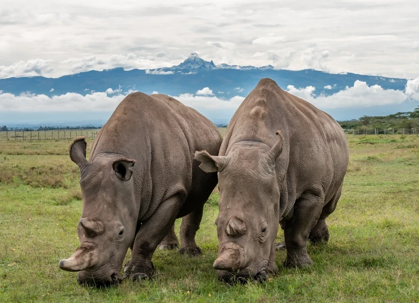 Ol Pejeta Conservancy