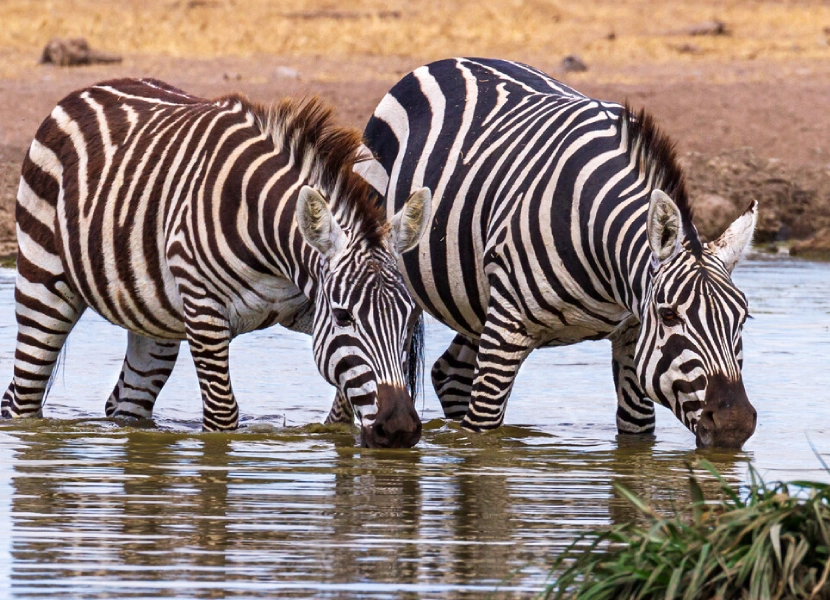 ol-pejeta-day-trip-1