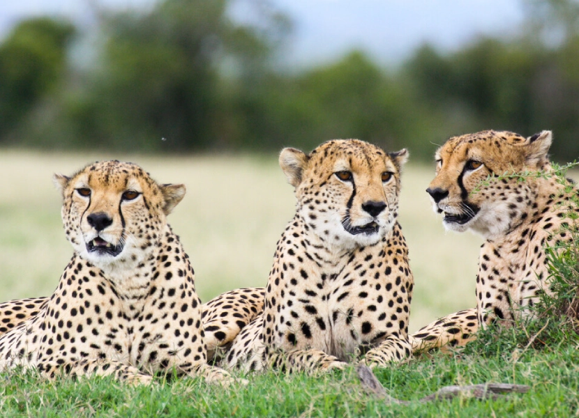 ol-pejeta-day-trip-2
