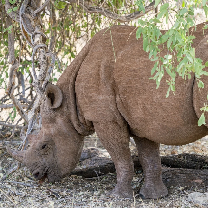 Rhino Tracking