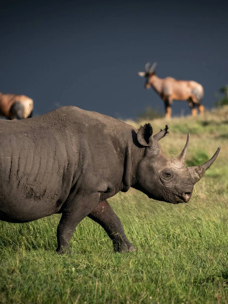 Rhino Tracking