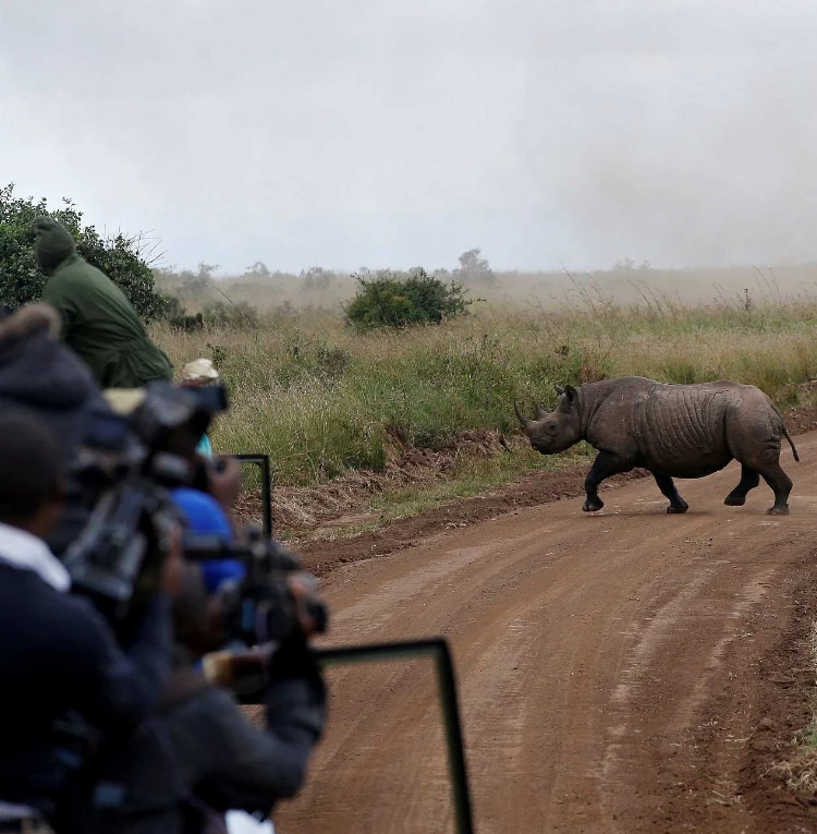Rhino Tracking