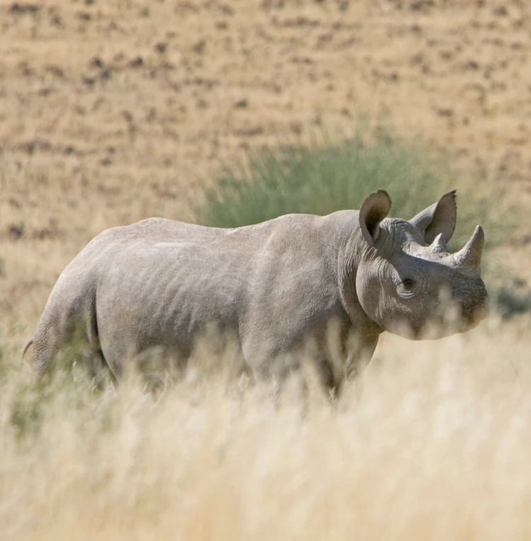 Rhino Tracking