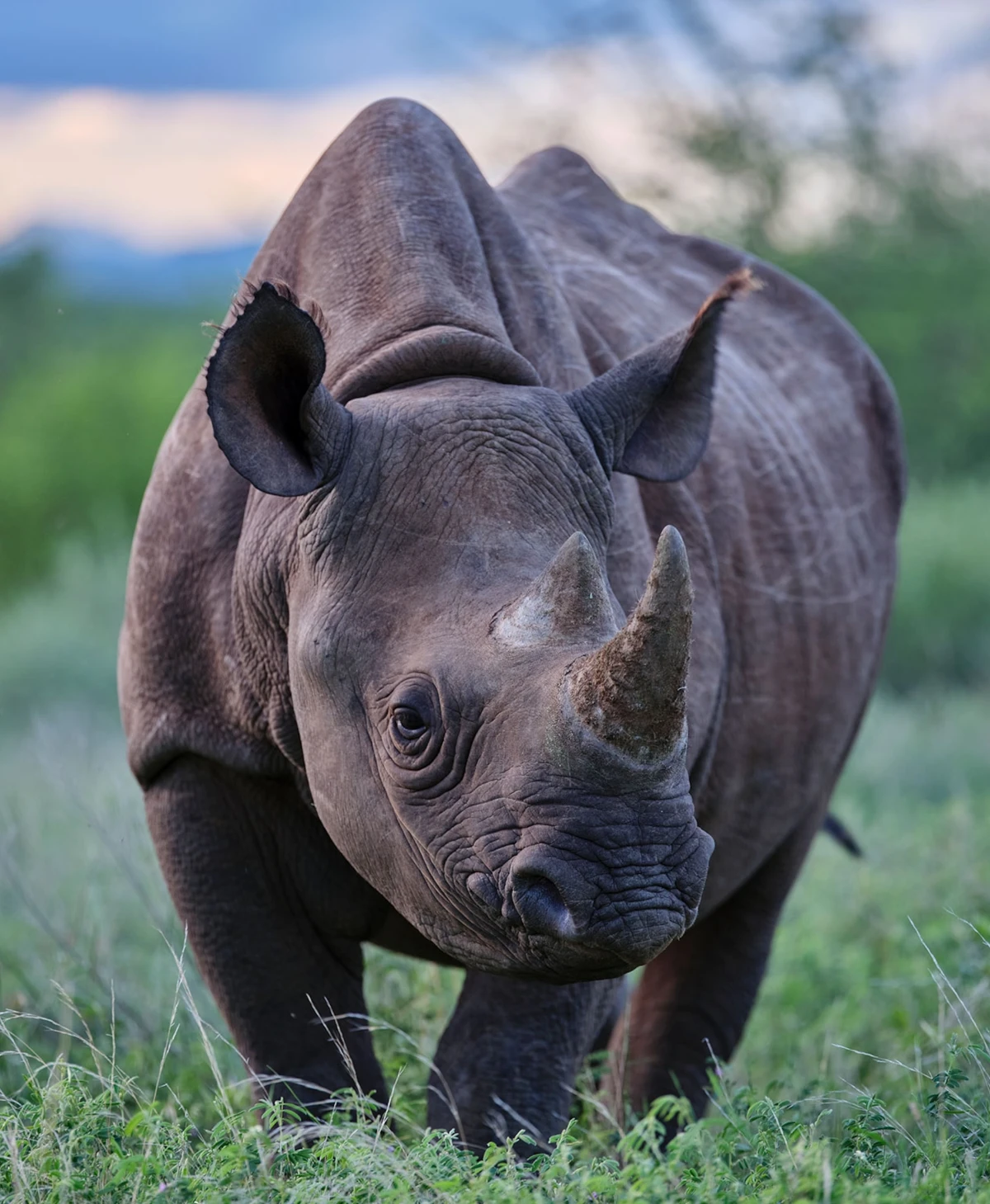 Rhino Tracking