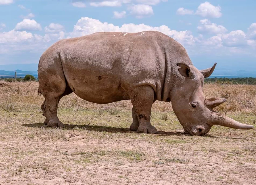 Rhino Tracking