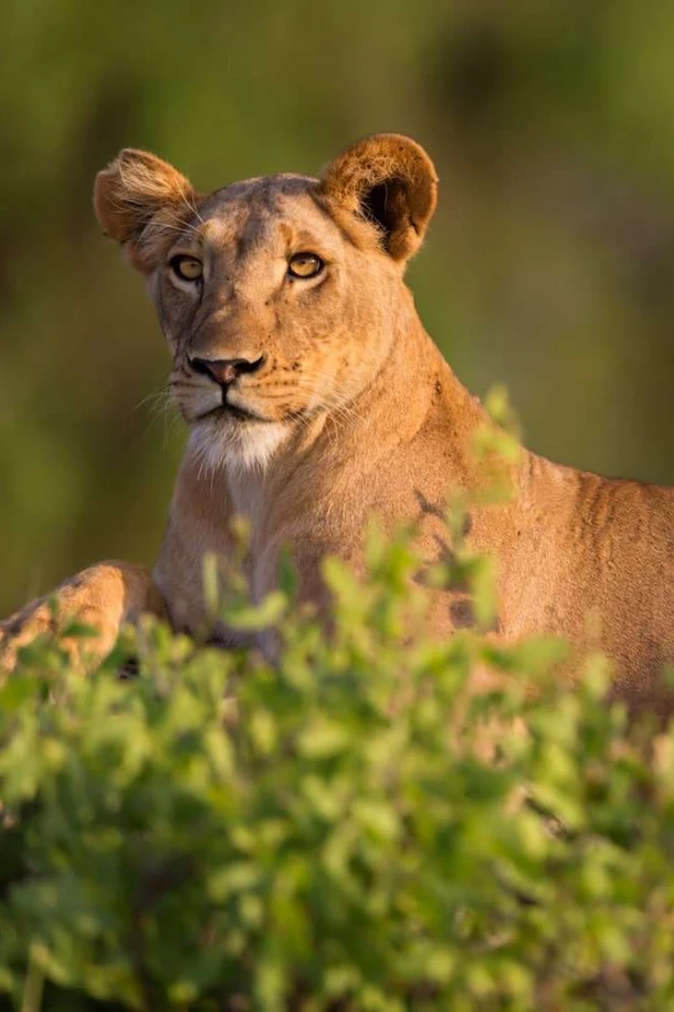 Samburu Game Reserve