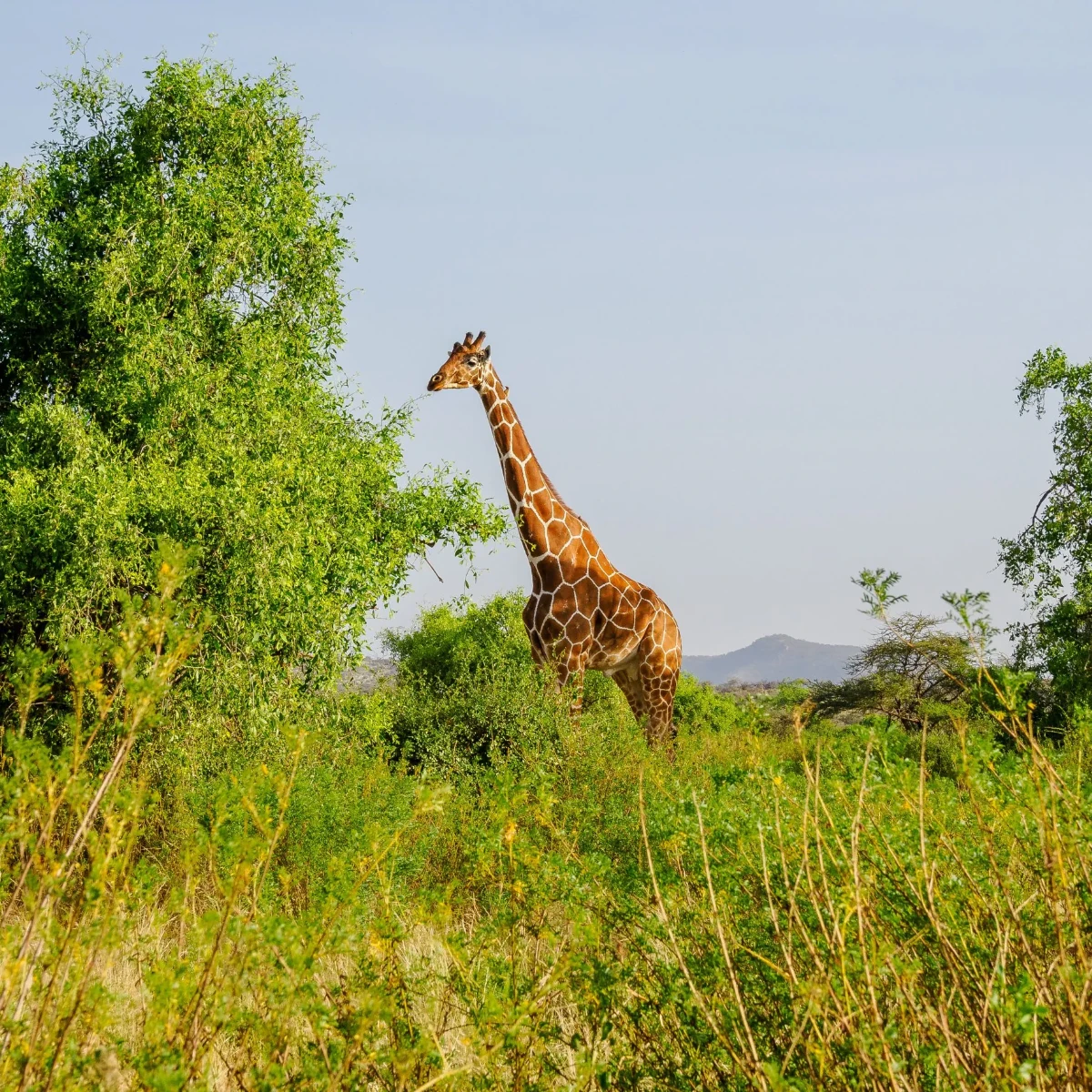 Samburu Game Reserve