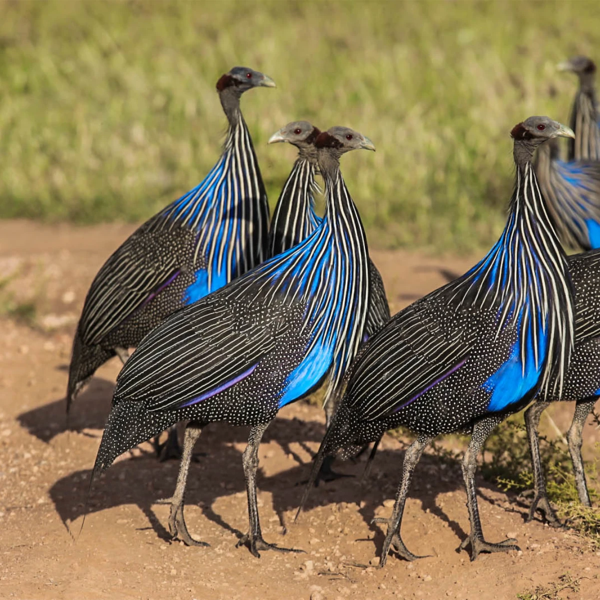 Samburu Game Reserve