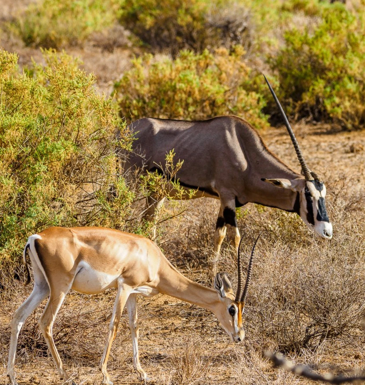 Samburu Game Reserve