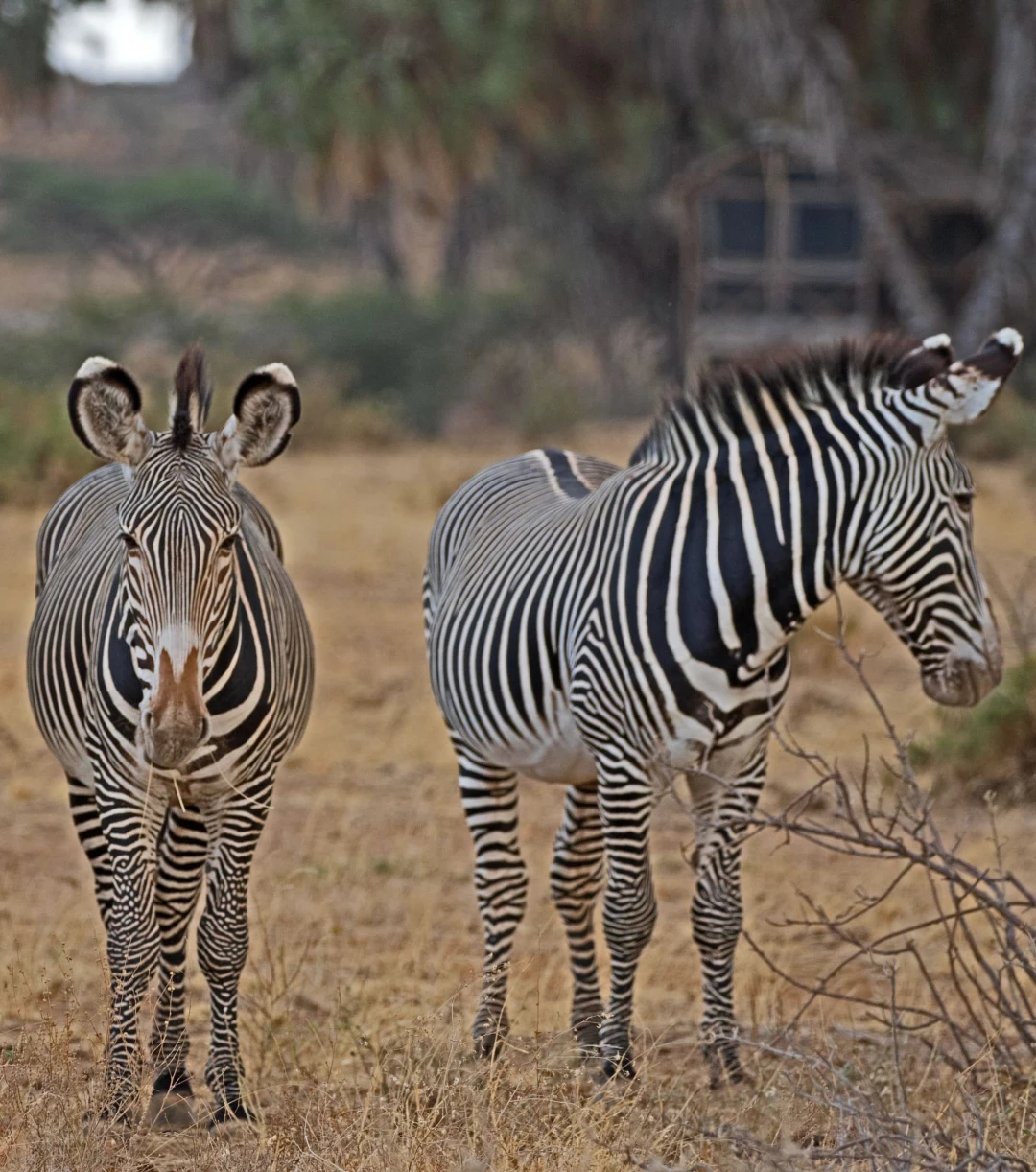 Samburu Game Reserve