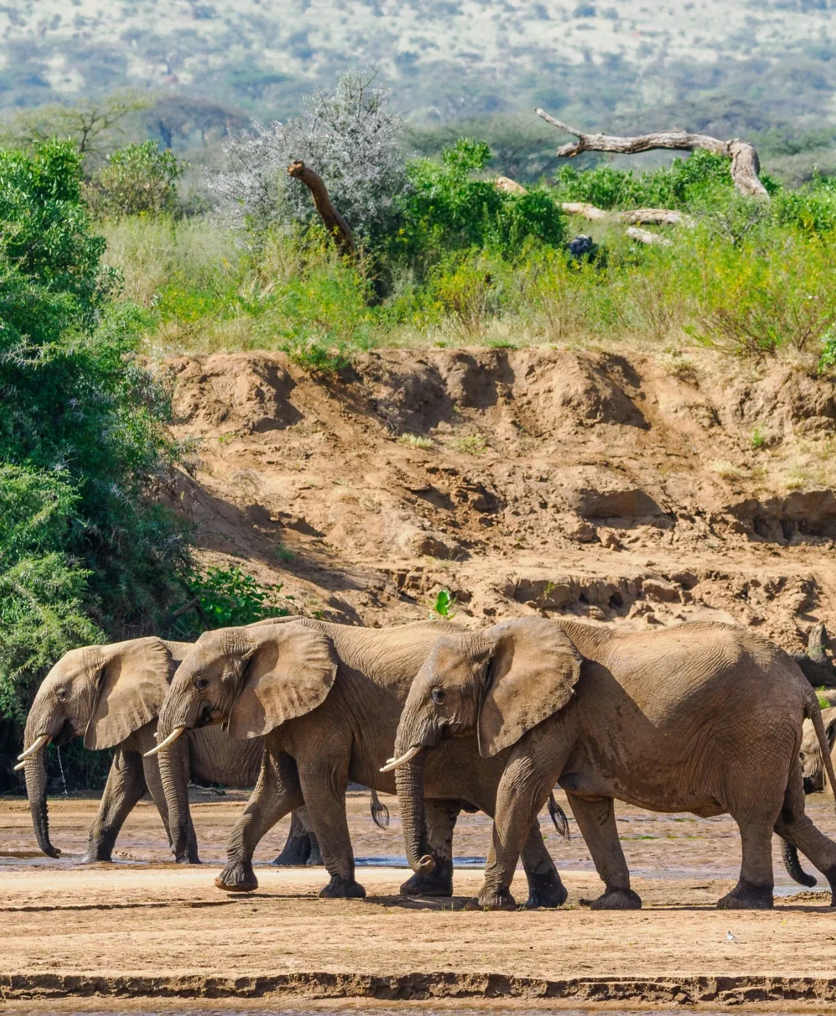 Samburu Game Reserve