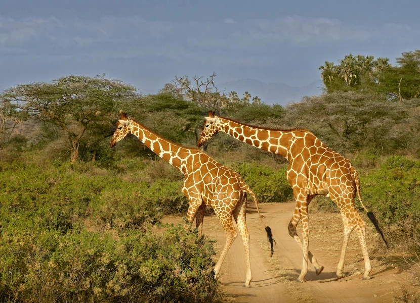 Samburu Game Reserve