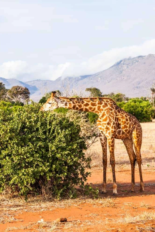 Tsavo East National Park