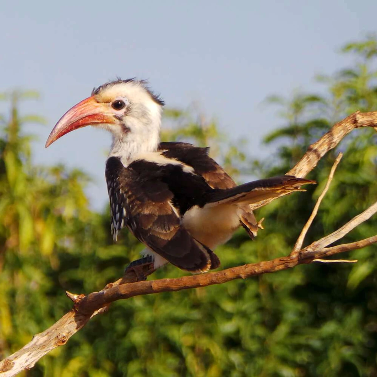 Tsavo East National Park