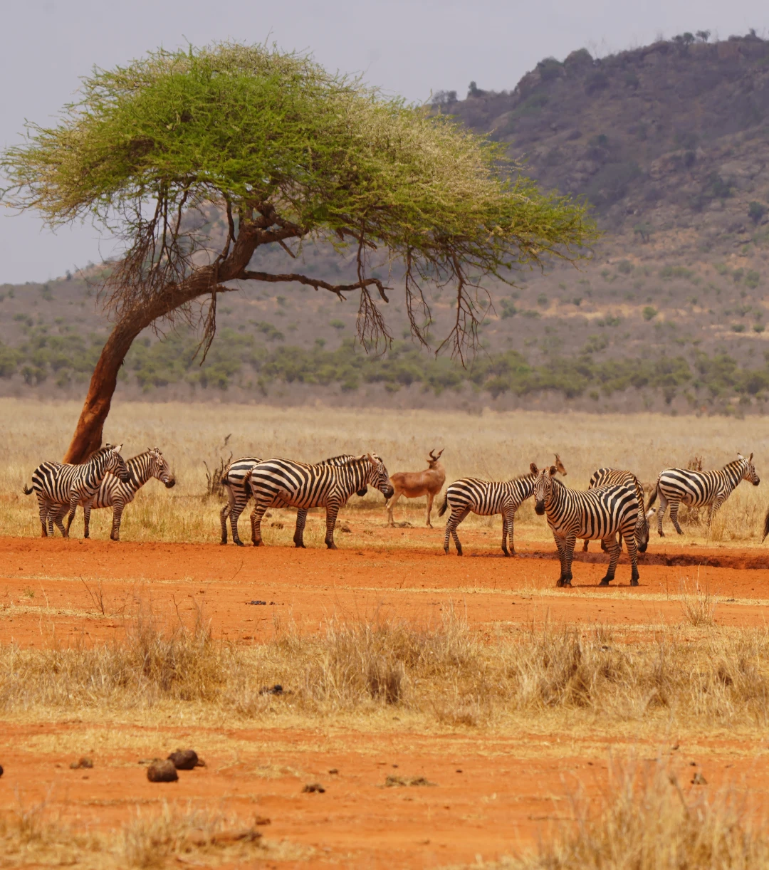 Tsavo East National Park