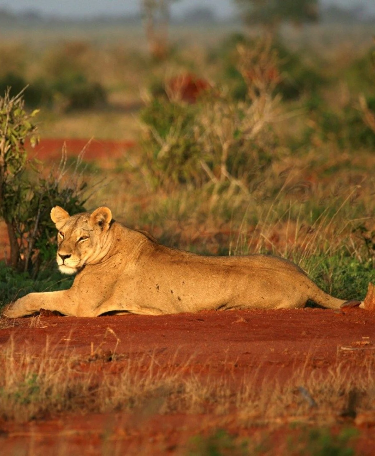 Tsavo East National Park