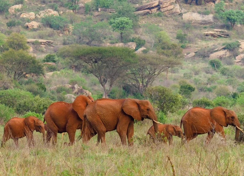 Tsavo East National Park