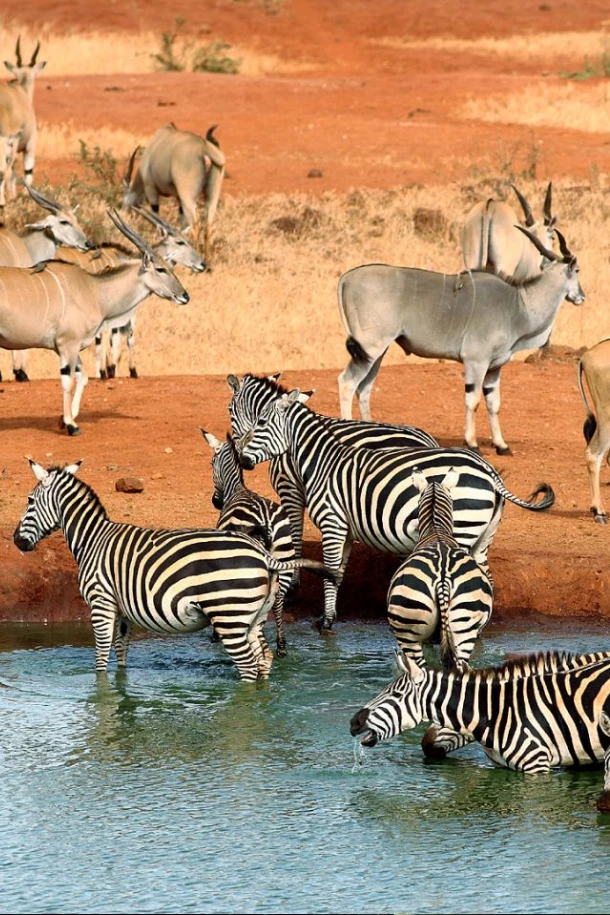 Tsavo West National Park
