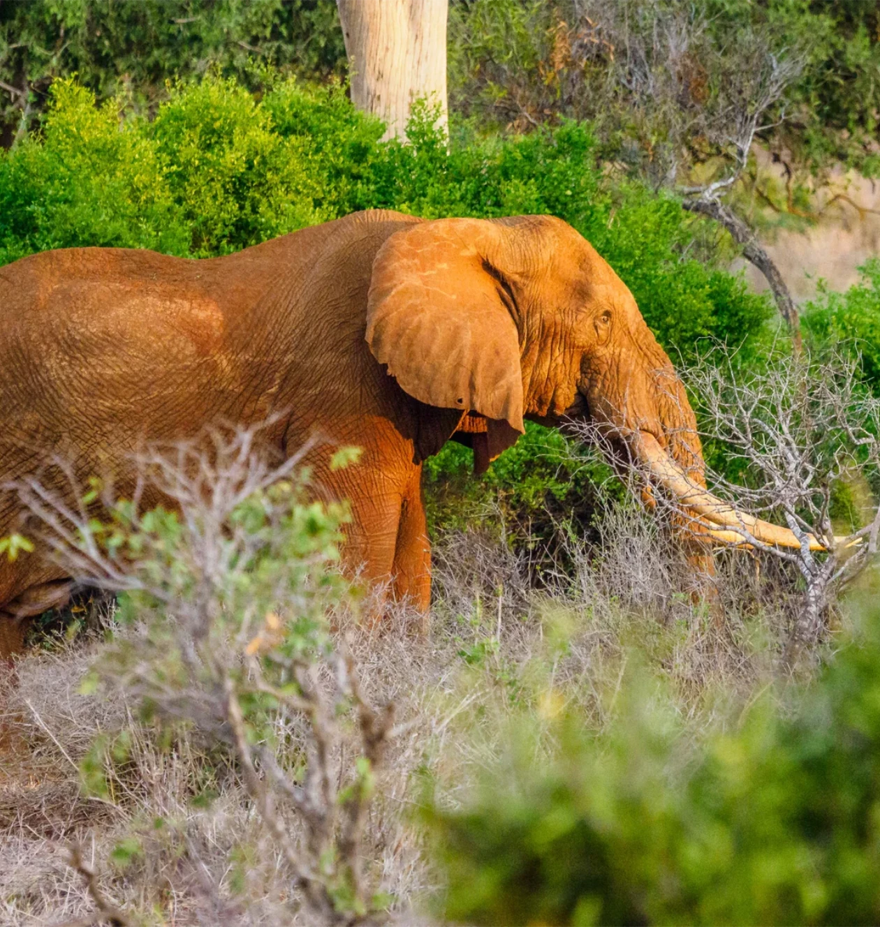 Tsavo West National Park