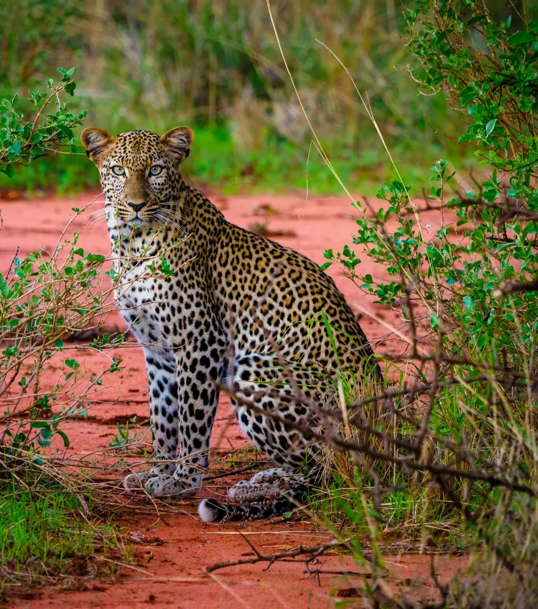 Tsavo West National Park