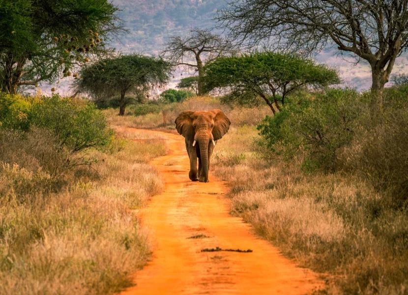 Tsavo West National Park