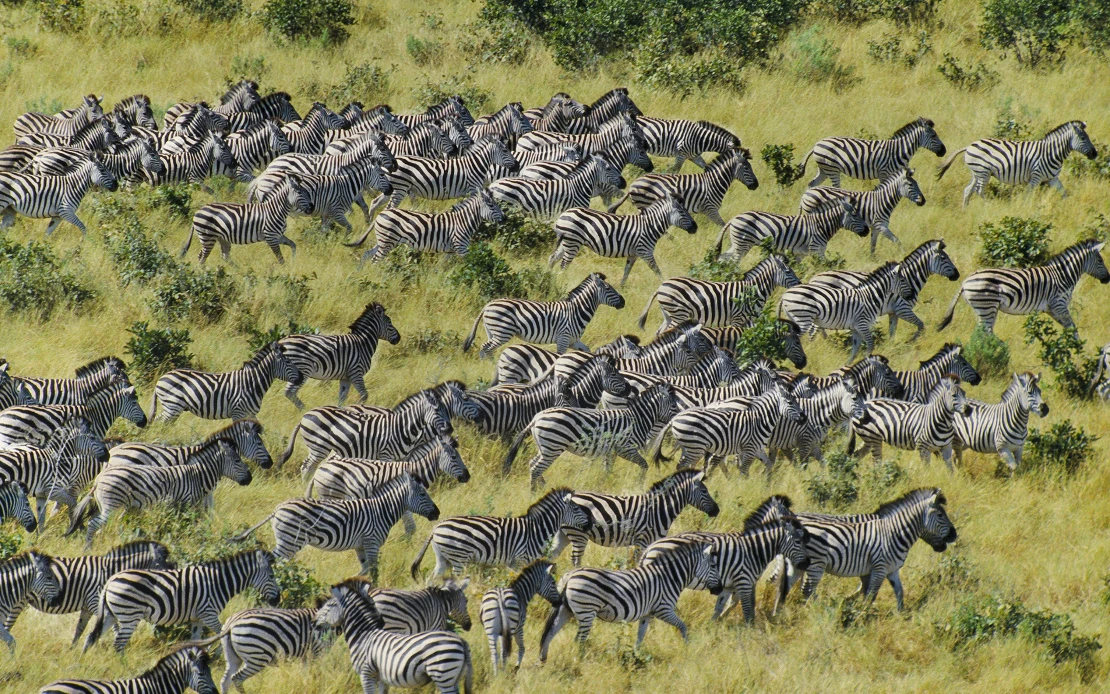 Witness the Great Migration
