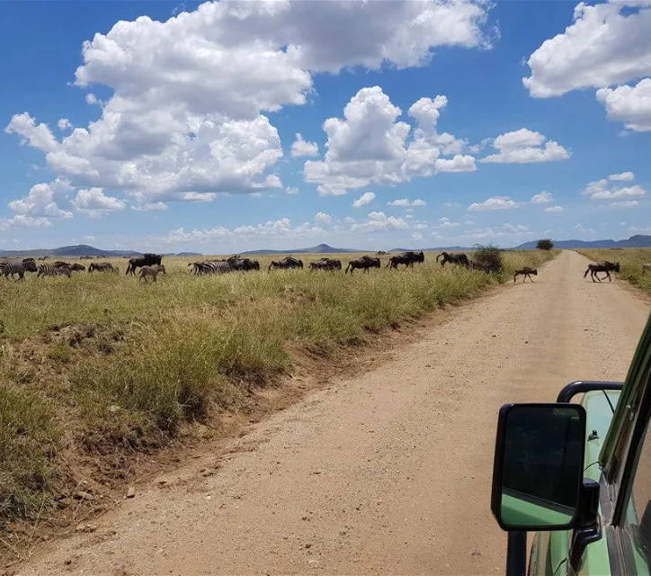 Witness the Great Migration