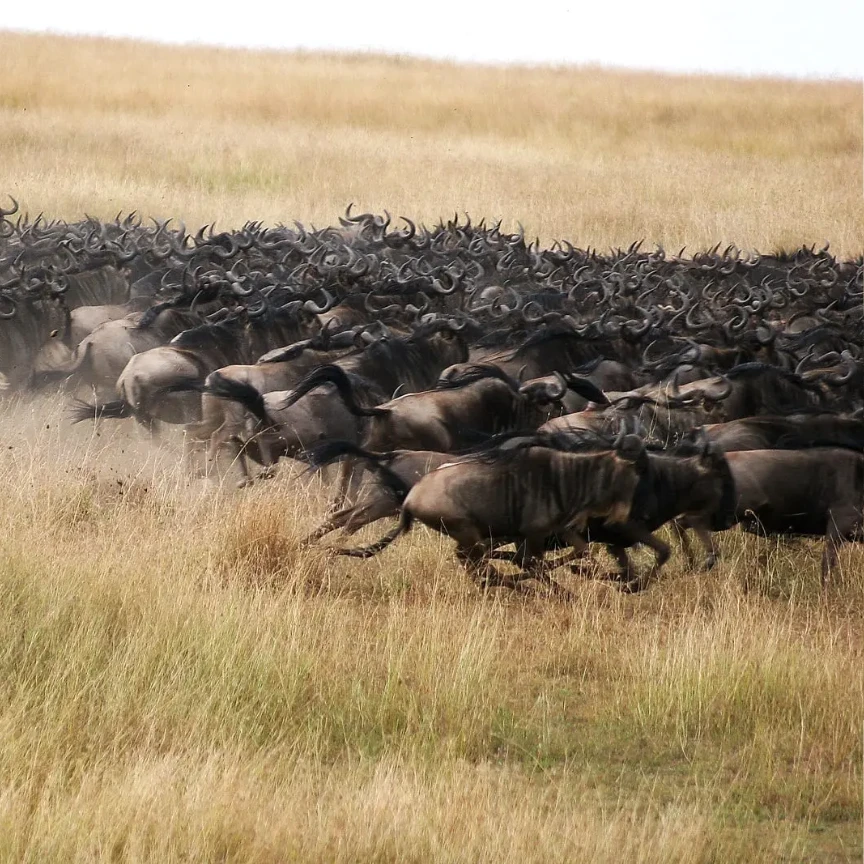 Witness the Great Migration