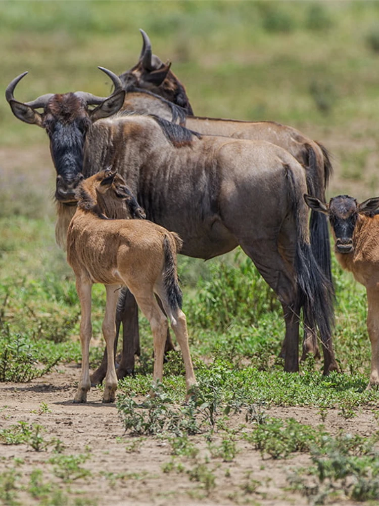 Witness the Great Migration