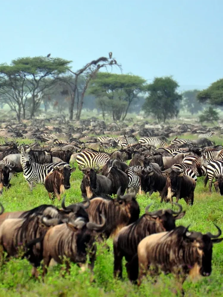 Witness the Great Migration