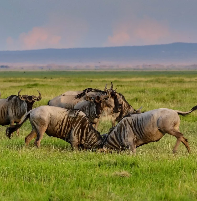 Witness the Great Migration