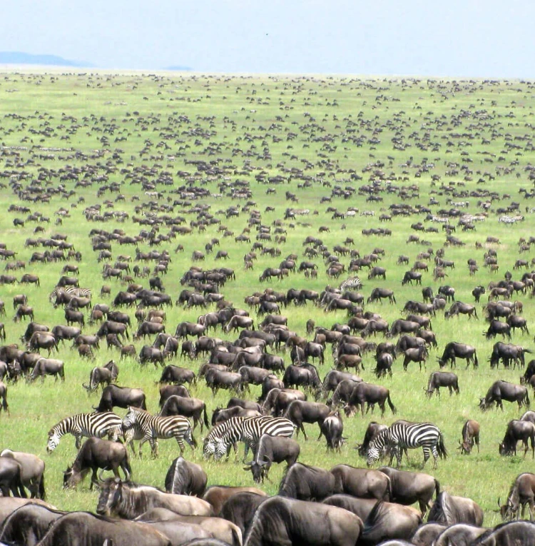 Witness the Great Migration