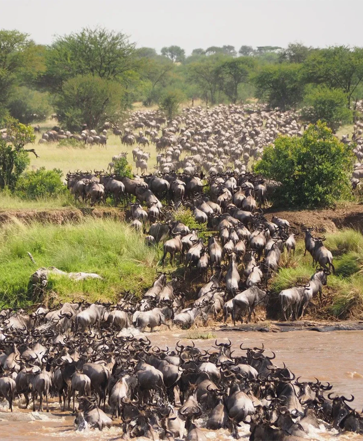 Witness the Great Migration