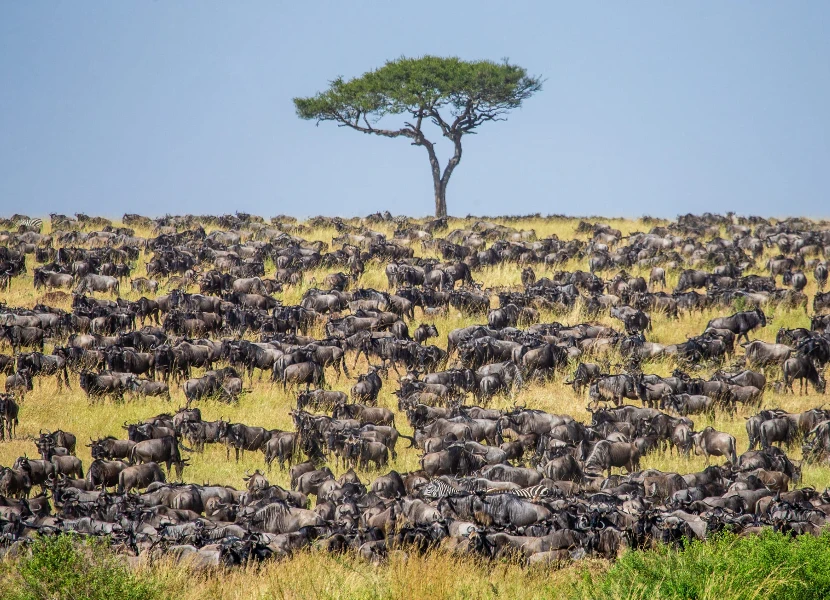 Witness the Great Migration